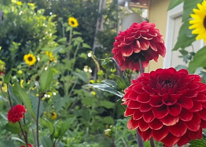 Dalia * Csopak